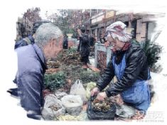 侗医药（过路黄药制作工艺）