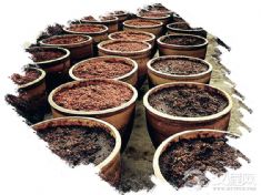 豆瓣传统制作技艺（郫县豆瓣传统制作技艺）