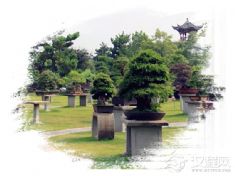 盆景技艺（扬派盆景技艺、徽派盆景技艺、英石假山盆景技艺）