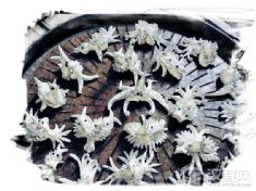 面花?（阳城焙面面塑、闻喜花馍、定襄面塑、新绛面塑、郎庄面塑、黄陵面花）