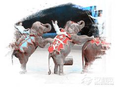 马戏（埇桥马戏）