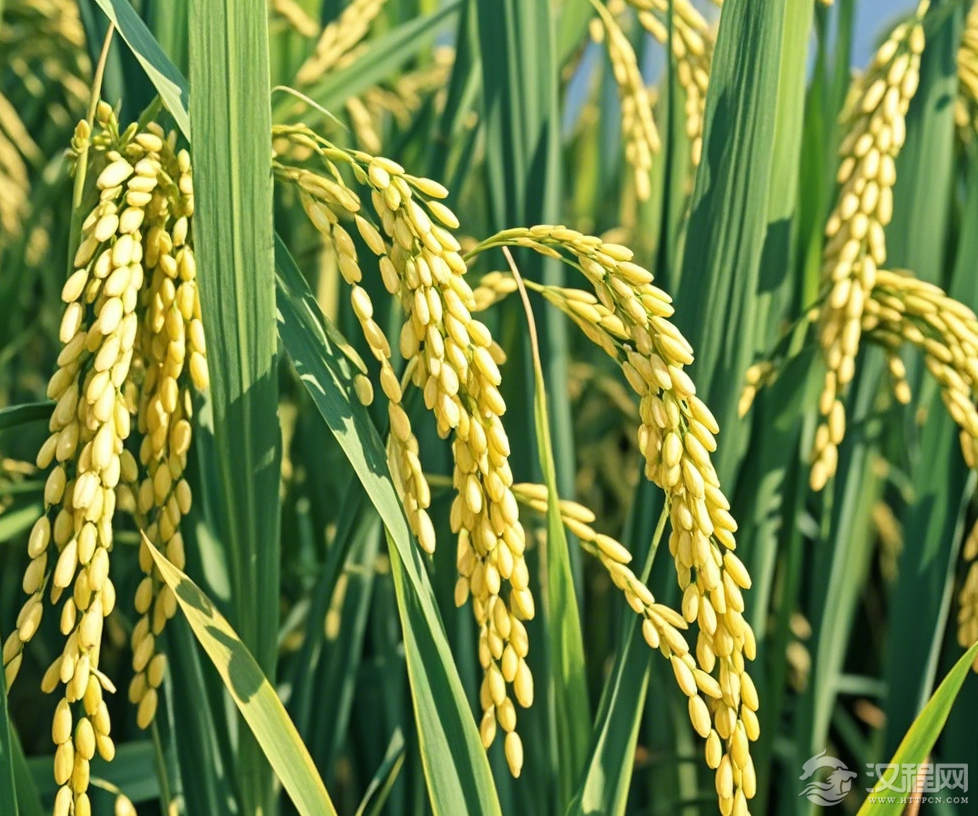 水稻介绍1.png