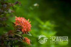 傣族“窝巴节”