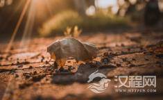徽派木雕艺术博物馆——龙川胡氏宗祠