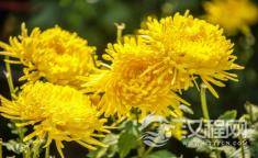 俗语：“穷挪变富，庆寿短命”，高人一语道破，明白的都是聪慧之人