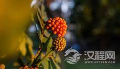 你可以不去扎人，但身上必须有刺