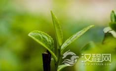 消化脂肪，应该喝什么茶？