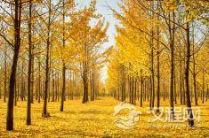 道家思想是如何起源和发展?