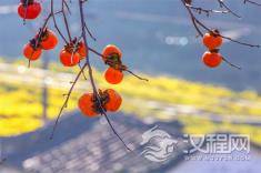 清朝入关后，多尔衮为了稳定政局采用了哪些政策？