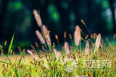 古代皇帝如何运用“帝王之术”