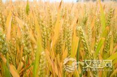 探寻《世说新语》中的“魏晋美食”：品尝那个时代的味道