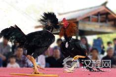 仫佬族斗鸡是一项融合传统与竞技的体育瑰宝