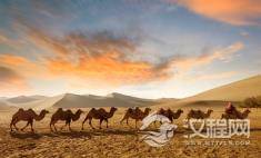 沙漠风驰——赛骆驼大赛全览