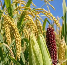 古代农作物为何被誉为穿越时空的绿色奇迹？