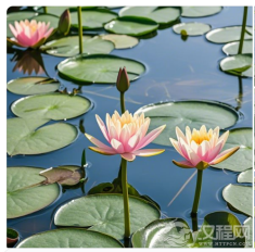 《古文观止》文言文名篇赏析，领略古代散文之美