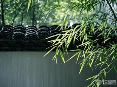 庭院东南角种竹，真能