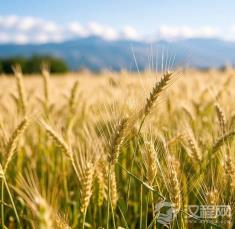 一粒西域麦，如何征服了华夏的餐桌？