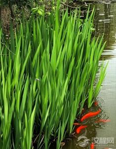 菖蒲剑挂门楣，竟是宋代避瘟秘法？