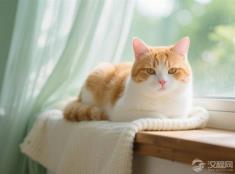 为什么说‘狗来富，猫来穷’？动物进门竟能改写家运？