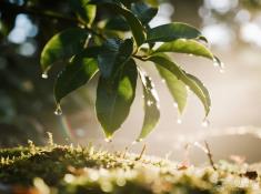 哈尼族长街宴掌勺人，怎样用一桌野花野菜书写脱贫传奇？​