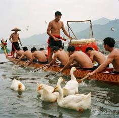 端午的鸭子与死亡的鱼：沈从文笔下的动物寓言