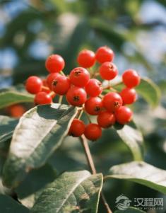 没有辣椒的唐宋餐桌，川菜靠什么征服古人的味蕾？