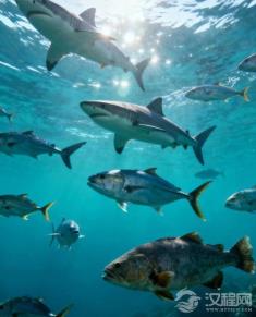 “䲔䲖（jīng chóu）之患”，“京”鱼与“俦”鱼般的巨物，带来何等恐惧？​