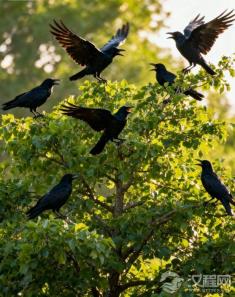 为什么说“乌鸦叫，祸事到”是历史上最大的鸟类冤案？