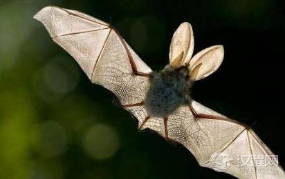 白居易比较冷门一首诗，竟把自己比做一动物