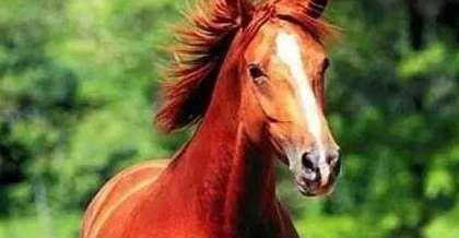 关羽到底有没有赤兔马？别再被演义骗了，事实是...