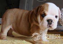 揭秘古代丁克们偏爱哪些宠物：古人也爱养宠物