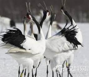 盘点古代帝王的奇葩宠物 鲁国大夫臧文仲的宠物是乌龟