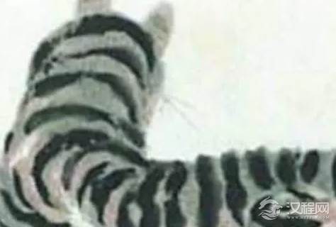 齐白石的画值多少钱？放大20倍才知道什么是名作