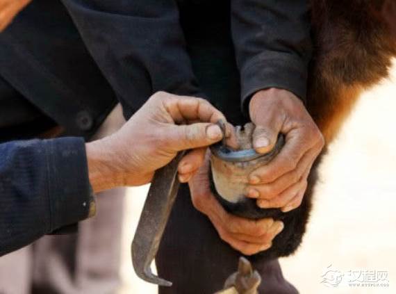 古代战马为何要钉铁掌？背后有什么原因？