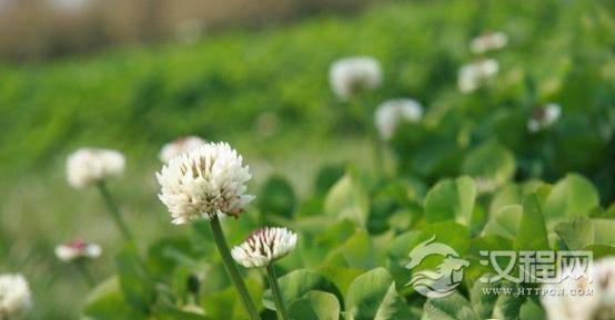 四叶草有什么含义寓意？四叶草为什么叫幸运草？