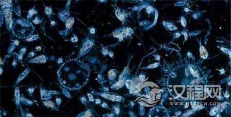 科学家或发现30亿年前的超古老浮游生物