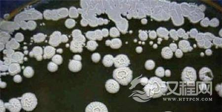 350万年前的细菌