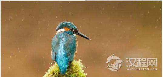 青鸟是什么鸟？青鸟为什么是神鸟？