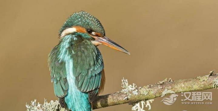 青鸟是什么鸟？青鸟为什么是神鸟？