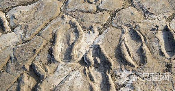 古人类脚印化石