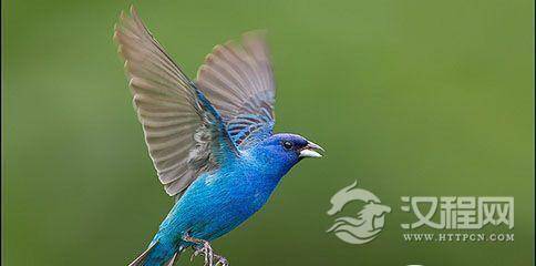 为什么鸟类没有牙齿:鸟的牙齿去哪里了?