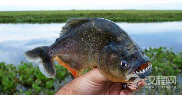 亚马逊食人鱼陶泥创作