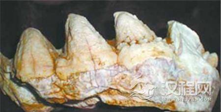 最老恐龙晶胚化石