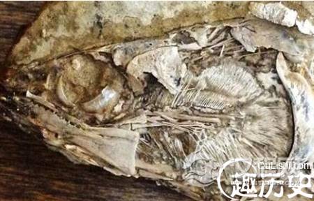 考古表明我国西南或为古猿演化“避难所”