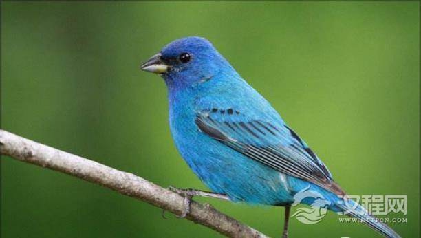 青鸟是什么鸟？青鸟为什么是神鸟？