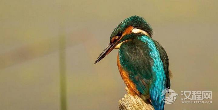 青鸟是什么鸟？青鸟为什么是神鸟？