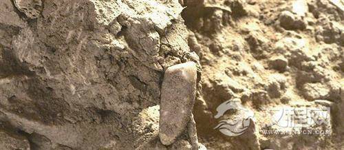 法国考古惊现56万年前人类牙齿