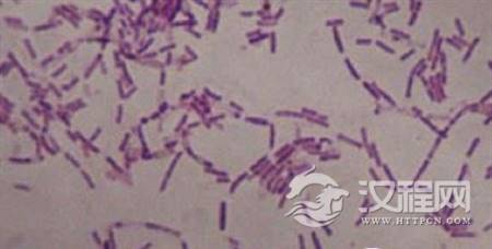 350万年前的细菌