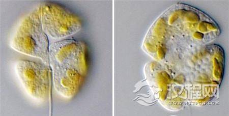 科学家或发现30亿年前的超古老浮游生物