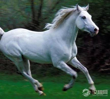 古代汗血宝马和蒙古马相比 两马之间有什么不同